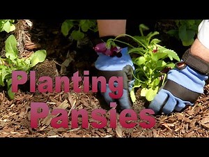 Planting Pansies for Fall and Winter – Family Plot