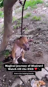 79K views · 7.9K reactions | Happy 5 months of adoption of Bhairavi...