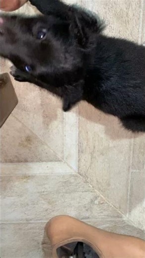 Vocês também tem Pet aí?