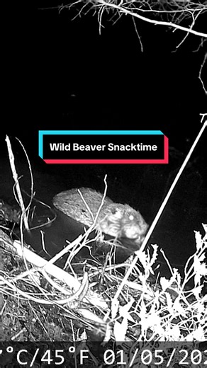 Wild beaver stops working on his dam to have a snack. :) | wild animals