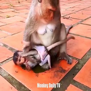 Super Crying Very Very Very loudly Too Lazy Spoiled Baby Monkey Got Bit And Kick By Mom To Discipline | Monkey Daily TV