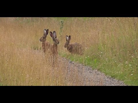 Feldhasen in Stimmung - "Wenn der Rammler rammeln will... ;-) "