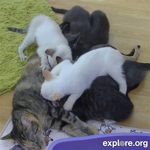 57K views · 1.6K reactions | "Sleep when the baby sleeps" is good advice in theory  Live footage from our Kitten Rescue Cam in Los Angeles. | explore.org | Facebook
