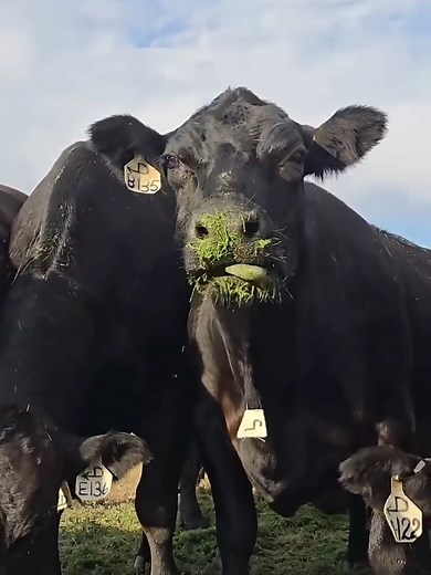 FUNNY COW DANCE 🤣🐮| COW SONG _ COW VIDEOS | DANCING COW | ANIMAL SOUND #cowdance #funnycowdance #dancingcow #funnycowdance11 Tags: : : mrbeast, mrbeast на русском, prefieren a mrbeast, mrbeast stole my idea, pewdiepie vs mrbeast, mrbeast vs pewdiepie, ticket d'or de mrbeast, todos prefieren a mrbeast, mrbeast stole my video idea, pewdiepie vs mrbeast sub count, mr beast, mr beast meme, mr beast memes, jesser reacts, circle to search, samsung latest mobile, latest samsung galaxy phone, faze rug