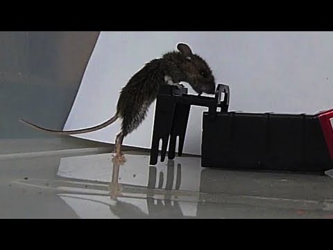Mousetrap in Slow Motion - Kness Tip-Trap Humane Mousetrap
