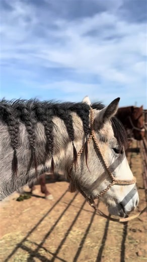 Fresh mane & tail for Pepper today. I think I like bathing the horses just as much as they enjoy it! #tailboot #horsecare #horse #biomane #mare