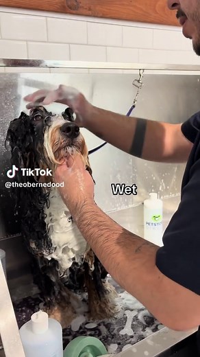 Grooming a Bernedoodle Puppy: Tips and Tricks