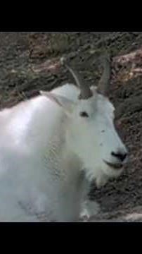 Head out on the Northwest Trek Wildlife Park tram ride