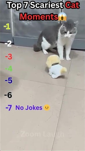 Ranking Cat Fear Moments 😂🐱