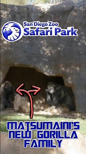A New Gorilla Family At San Diego Safari Park 🤝