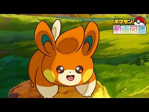【公式】「ポケモン動画図鑑」No.0921 パモ