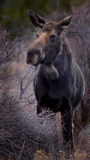 Morning was a good one in Rocky Mountain National Park. Spent the early hours watching