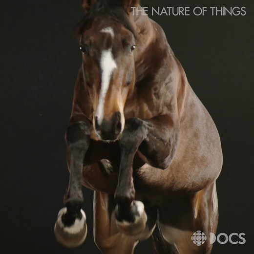 379 reactions · 241 shares | All the beautiful ! Equus - Story of...