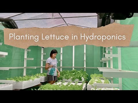 Ep11 - How I Plant Lettuces in Hydroponics Kratky Method | Step by Step Process | Cavite Philippines