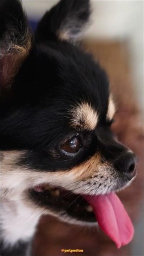 Cute Dogs Huge Reality Check #petpediaa