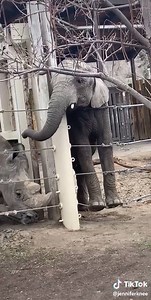 even animals have BFFs | TikTok