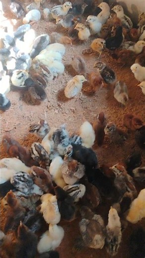 Fayoumi Chicks & Sonali Chicks | Abalata Farming