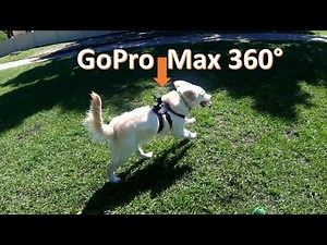 I mounted a 360° GoPro Max to my Golden Retriever puppy