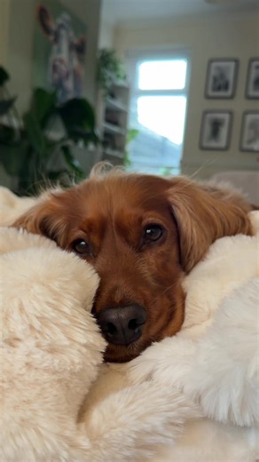 Oh to be a dog owned my a couple in their 20’s who believes their birthed her