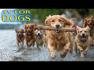 12 Hours Dog TV: The Ultimate Anti-Anxiety & Boredom-Prevention Videos with Calming Music for Dogs