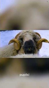 Bizarre Farm Animal Facts You Won’t Believe! 🐄🐓🐖🤯 #animalfacts #funfacts #shorts #mindblowingfacts