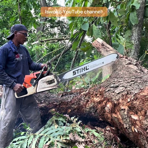 Discover the Strongest Chainsaw: Stihl MS 881