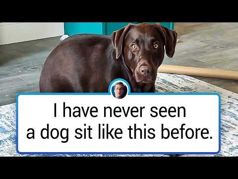 Ridiculously Funny Animals That Will Make Your Day Better