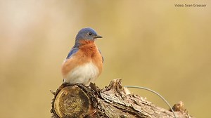 1.3K reactions · 49 shares | Adopt an Eastern Bluebird today and treat yourself or your loved one to a gift that helps sustain birds and the places they need. You’ll receive a plush Eastern Bluebird and certificate of adoption with your gift. Adopt by 12/10 to ensure your plush bird and certificate are delivered in time for that special birder in your life for the holidays | National Audubon Society | Facebook