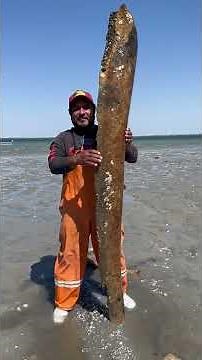 We found remains 🐳