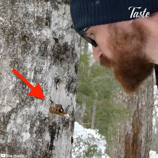 26M views · 12K reactions | With the melting snow comes the old ritual of boiling down maple sap into sweet, sticky syrup. Credit: Bus Huxley (bit.ly/BusHuxley) | Taste Life | Facebook