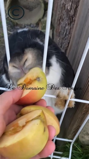 🚨 Alerte 🚨 au voleurs 🙀 | Élevage lapins géants bélier Français, Le Domaine des Anges.