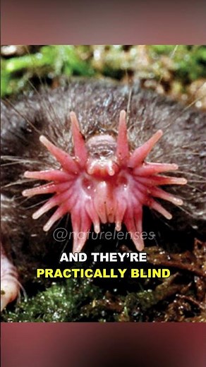 Star Nosed Mole | Nature's Weirdest Predator