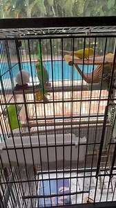 Seven beautiful Budgies to brighten your day ☀️ All of these beautiful young budgies have a nice little family and we would love to see them get adopted together along with their large flight cage. They are super fun to watch, they are very active, they are easy to care for and they make beautiful little sounds. Really just a joy to have around. They are very therapeutic little birds ☀️ 🛑 ‼️ Open Visitation this Saturday , 10/7 from 11:00-2:30, please stop by to see all the beautiful birds, rab