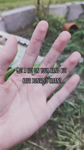 I've seen a lot of folks just raw dogging their digits into bone cleaning buckets lately and it's honestly just unsafe practice. Even the smallest of cuts, scrapes, burns or bug bites can allow bacteria to get in under your skin and into your blood stream; potentially causing infection, illness, or in worse cases: sepsis (blood poisoning), amputation and death. So if you've got bones to clean, make sure to wear your gloves and cover any open wounds you may have. #safety #bonecleaning #osteology 