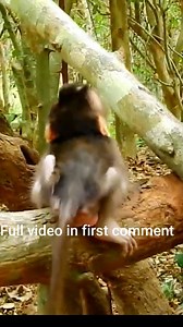 51K views · 564 reactions | So Sad! Baby Monkey Screams and Shakes After Brutal Attack by Big Monkey | Monkey history 2024 | Facebook