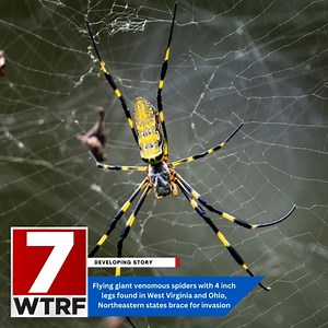 1M views · 1.1K reactions | Flying giant venomous spiders with 4 inch legs found in West Virginia and Ohio; Northeastern states brace for invasion MORE HERE- https://trib.al/dLAuRYB | WTRF 7News | Facebook