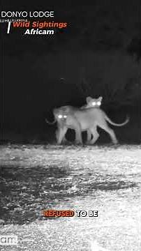 Porcupine vs. 3 Lions: Brave Fight at the Watering Hole