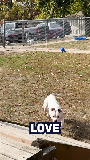 💙 Meet Spuddy! 💙 If you’re looking for a dog who’s equal parts smart, silly, and sweet Spuddy is your guy! 🐾 This handsome 2-year-old pitty came to us as a stray about two months ago, and he’s been stealing hearts ever since. Spuddy is great with other dogs and loves a good challenge. Give him a puzzle or a task to figure out, and he’ll master it in no time, Spuddy is one clever boy! He’s also a total goofball who loves to play and has plenty of energy to burn, so an active home with a yard w