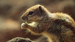 Chipmunk eats a nut, close-up, in the rays of the sun.