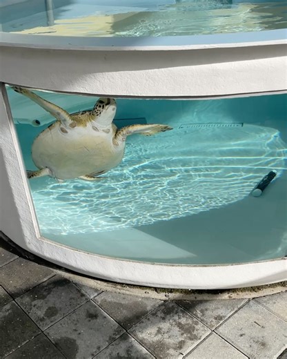 Loggerhead Marinelife Center on Reels