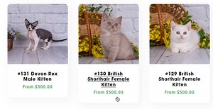 How To Change Price To Display Most Expensive Variant On Homepage/Collections Pages
