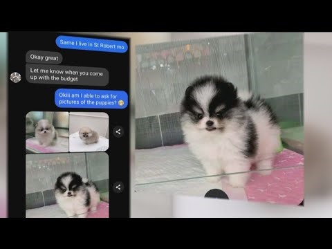 From puppies to gift cards: Experts share tips to avoid holiday scams