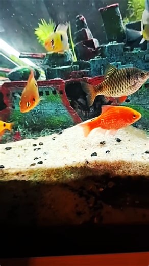 Trending Viral Video📷🔥#shorts