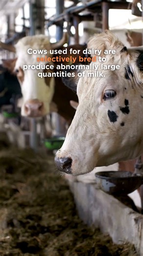 Many people don’t realize that, like humans and other mammals, cows must become pregnant to produce milk. To maximize milk production, the dairy industry forces mother cows to bear one calf a year. This means cows at dairy farms spend most of their lives either pregnant or having just delivered a baby. | Mercy For Animals