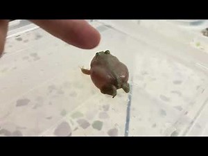 Realxing | Play with my little screaming Budgett's frog