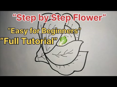 Easy Cabbage 🥬 Drawing Step by Step for Beginners 🌸 | Ajmina Art