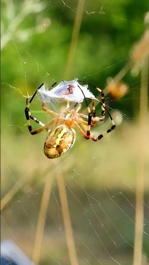 Spider wraps its prey
