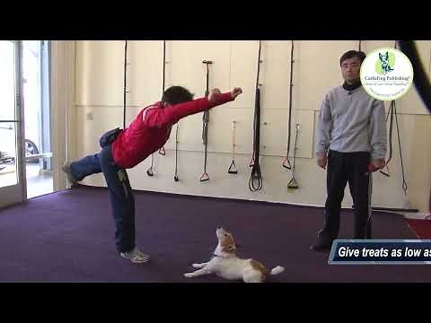 Exercising With Your Dog: Indoor Exercises