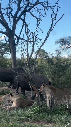 lions vs black rhinos #shorts #lion #rhino