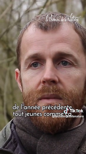 Propriétés et Utilisations du Saule Blanc en Médecine Traditionnelle - Guide Pratique